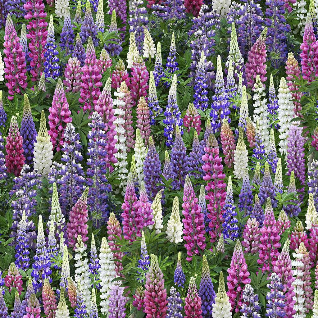 ELS539-MUL, Landscape Medley